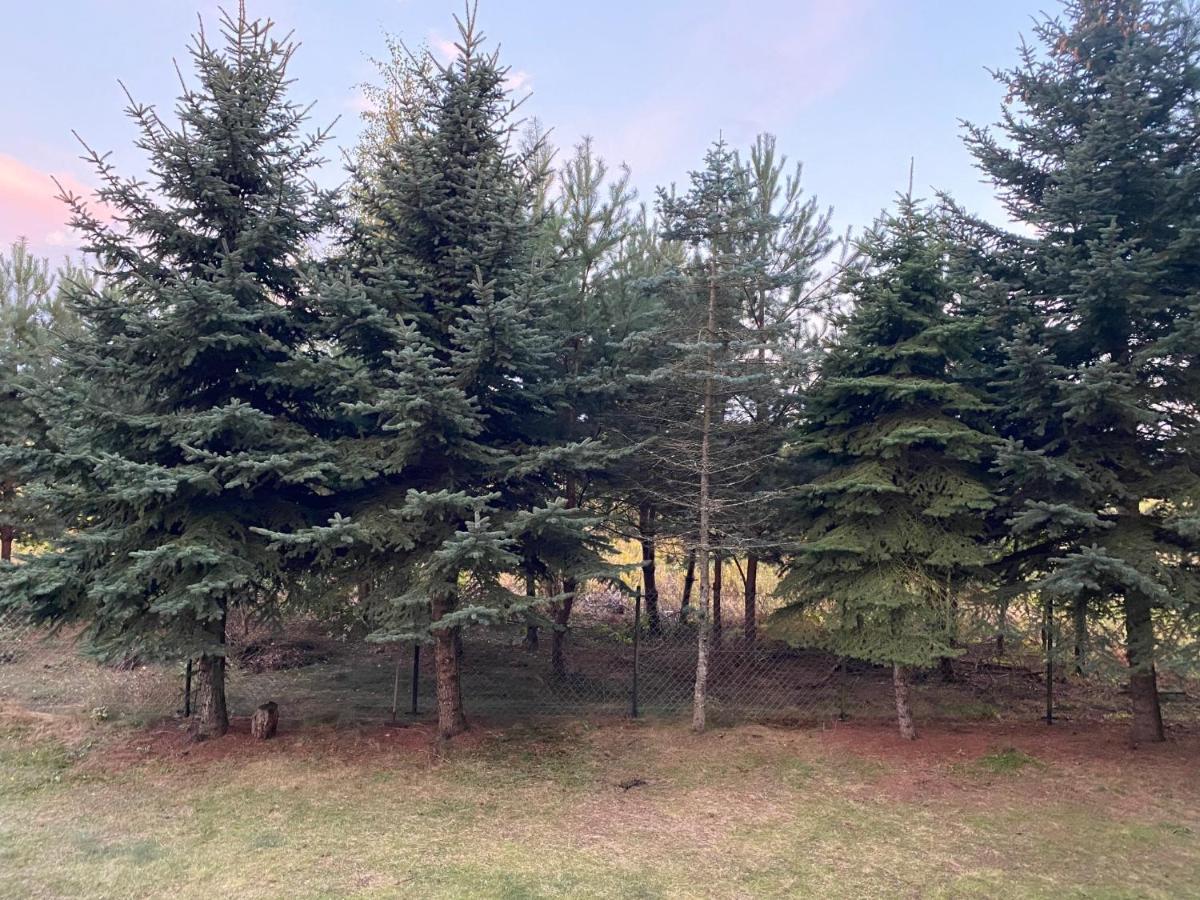 Dom Pod Sosnami Villa Rzewnie Dış mekan fotoğraf